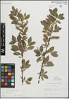 Foto von Salix myrsinifolia Salisb.
